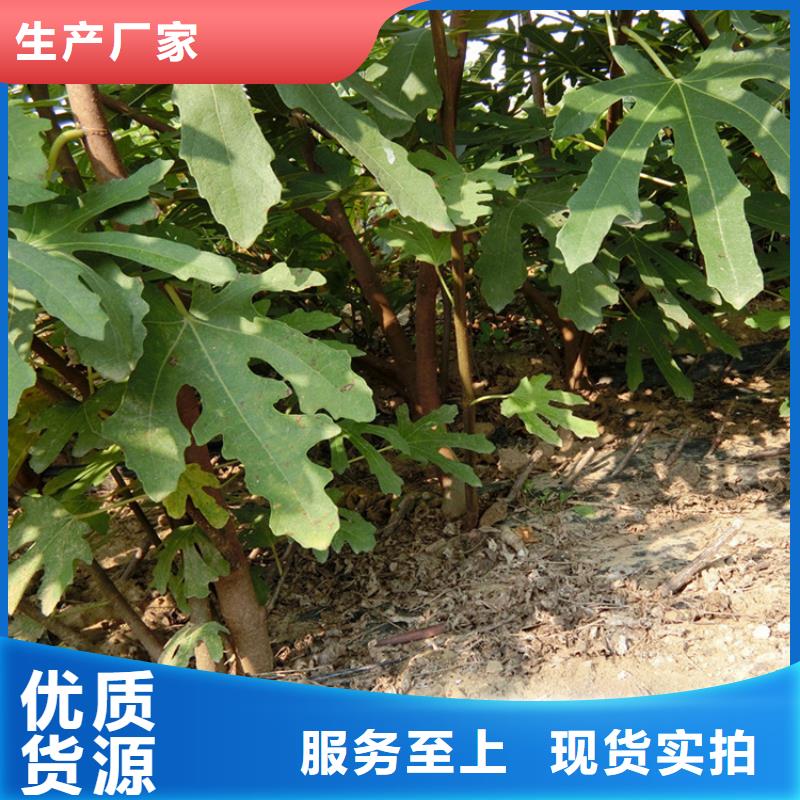 源頭廠家直供，無花果桃樹苗支持來圖定制，網絡銷售開啟新篇章